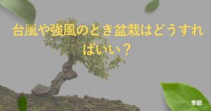 bonsai-typhoon-protection