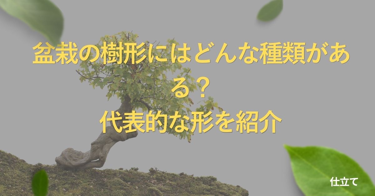 bonsai-styles-guide
