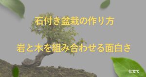 rock-planting-guide