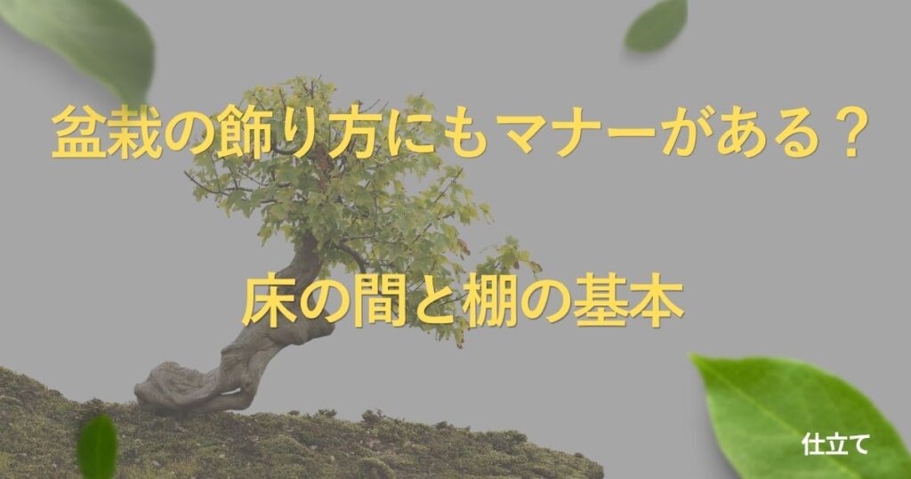bonsai-display-guide