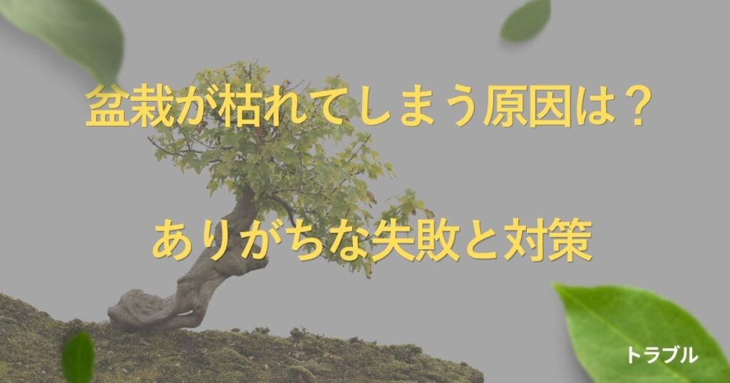 bonsai-dying-causes