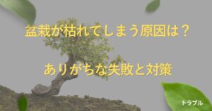 bonsai-dying-causes