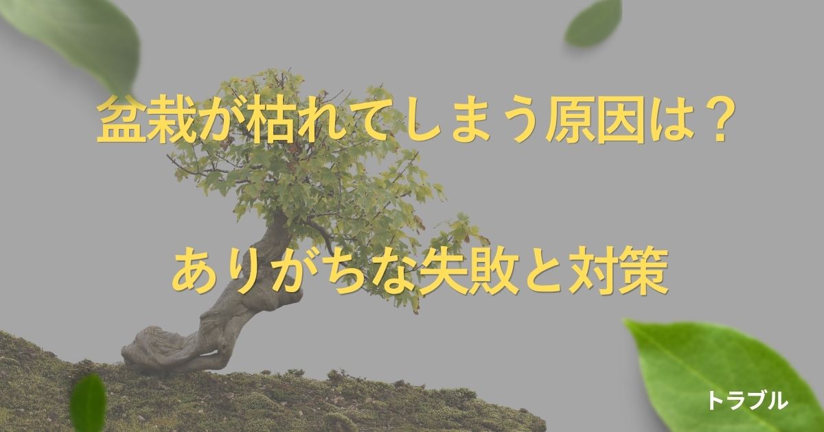 bonsai-dying-causes