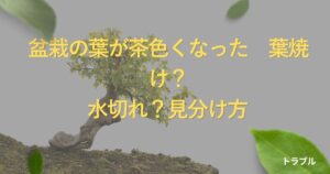 bonsai-brown-leaves