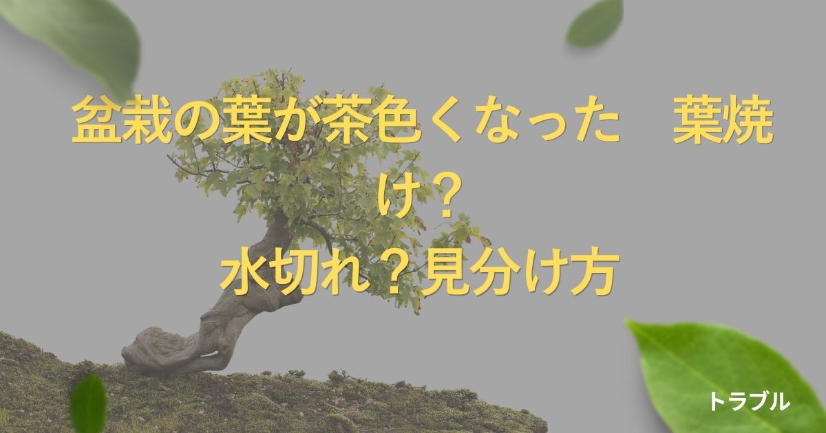 bonsai-brown-leaves