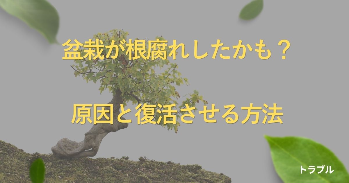 bonsai-root-rot