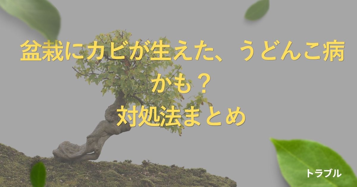 bonsai-mold-treatment