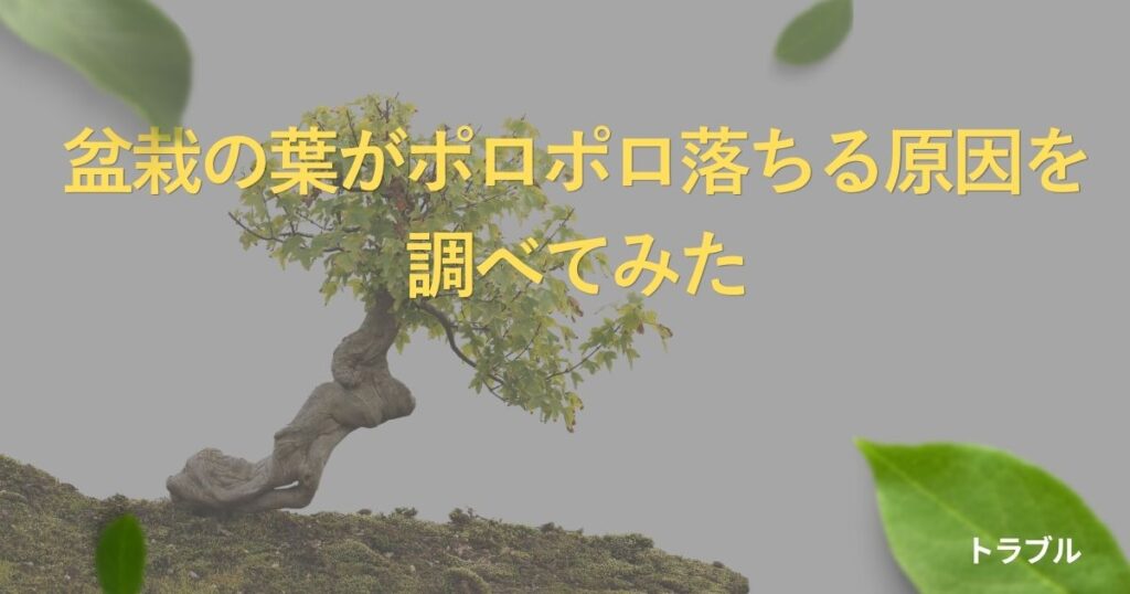 bonsai-leaf-drop