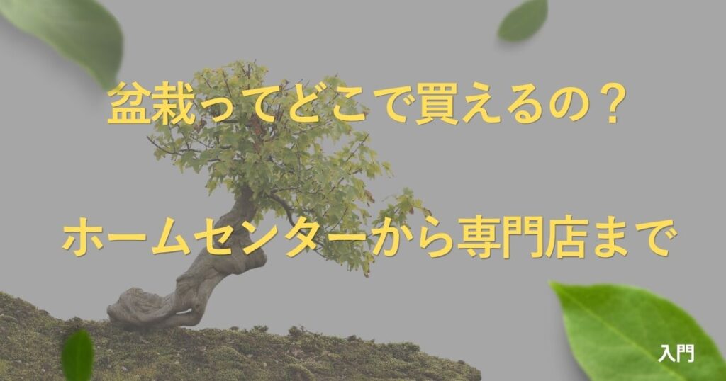 where-to-buy-bonsai
