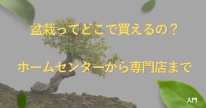 where-to-buy-bonsai