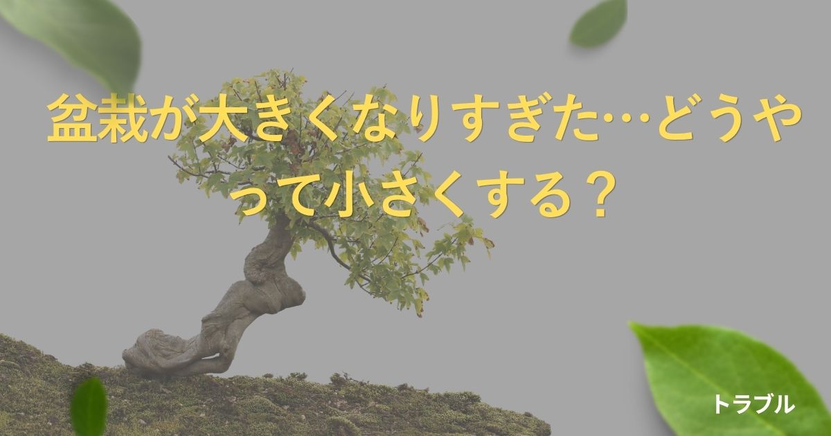 bonsai-too-large