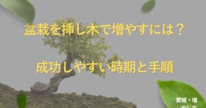 bonsai-cutting-guide