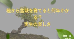 bonsai-from-seed