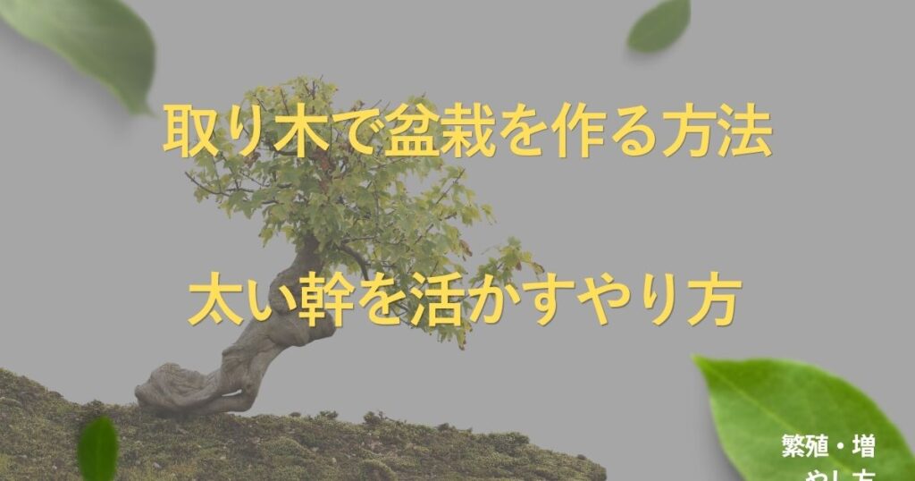 bonsai-air-layering