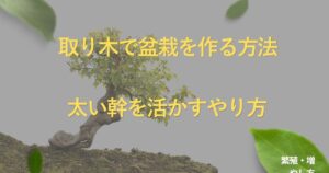 bonsai-air-layering