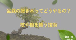 bonsai-grafting-guide