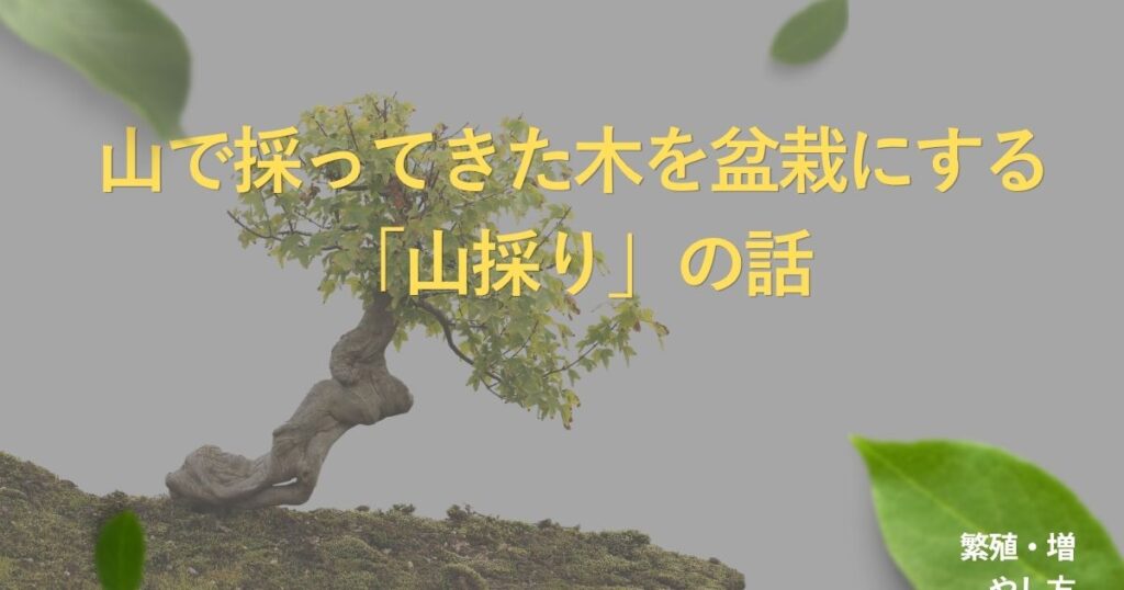 yamadori-bonsai-guide