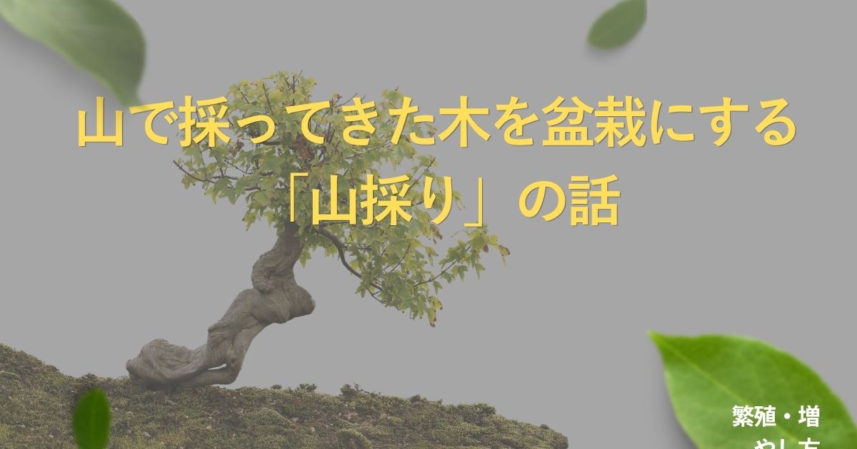 yamadori-bonsai-guide