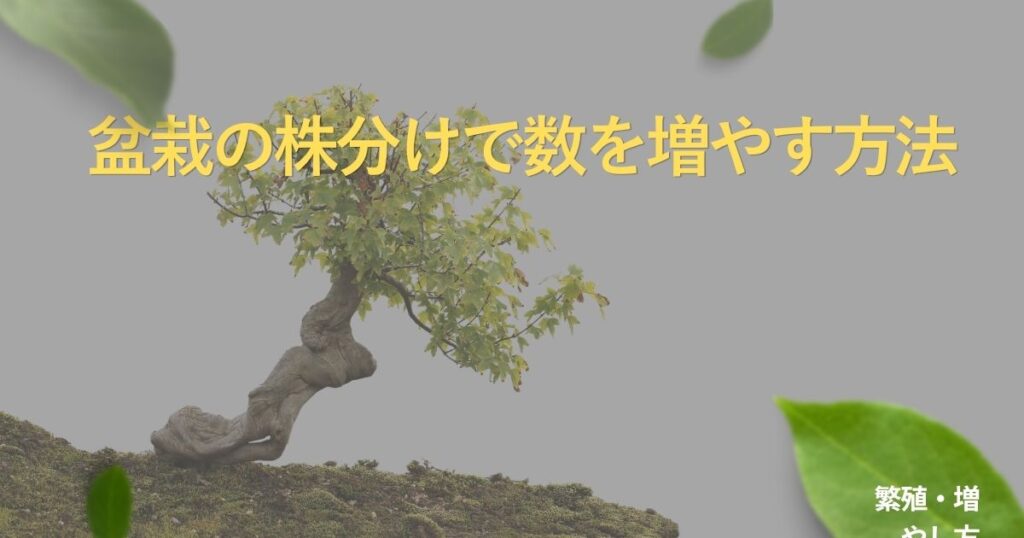 bonsai-division-guide