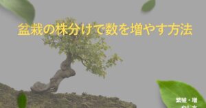 bonsai-division-guide