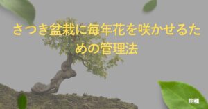 satsuki-bonsai-guide