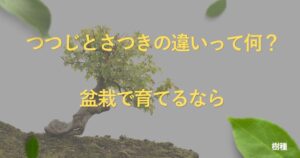 tsutsuji-bonsai-guide
