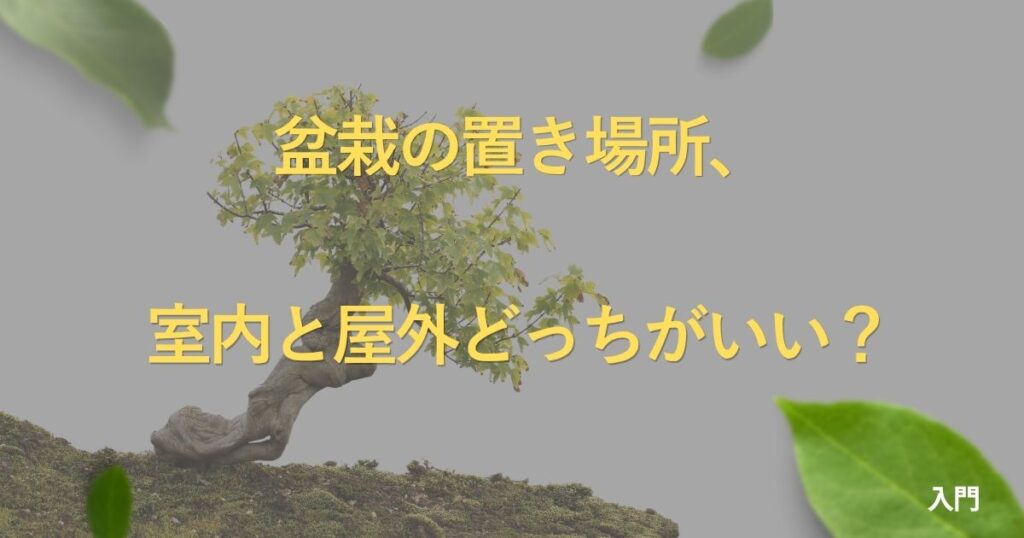 bonsai-placement-guide