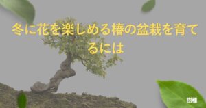 camellia-bonsai-guide