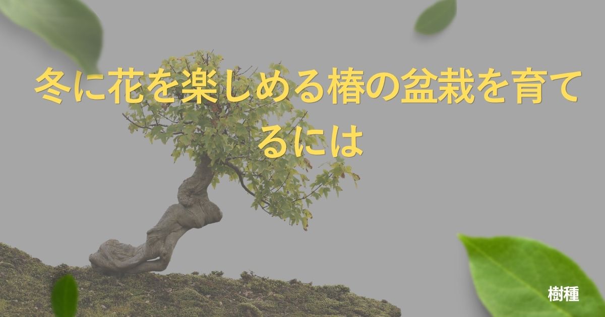 camellia-bonsai-guide