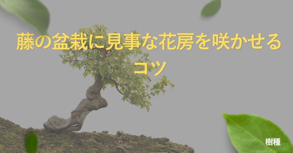 wisteria-bonsai-guide