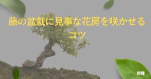 wisteria-bonsai-guide