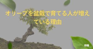 olive-bonsai-guide