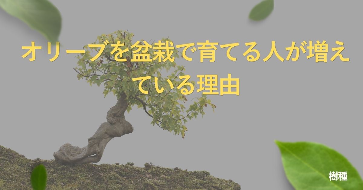 olive-bonsai-guide