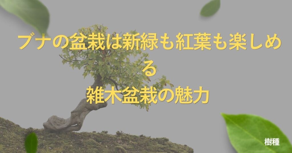 beech-bonsai-guide