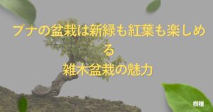 beech-bonsai-guide