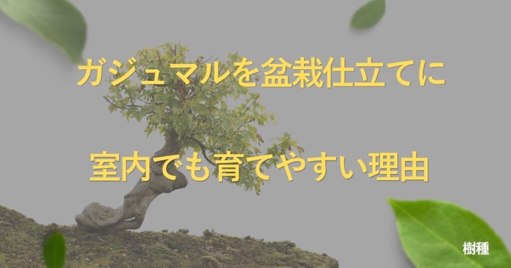 ficus-bonsai-guide