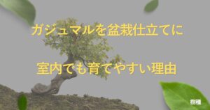 ficus-bonsai-guide