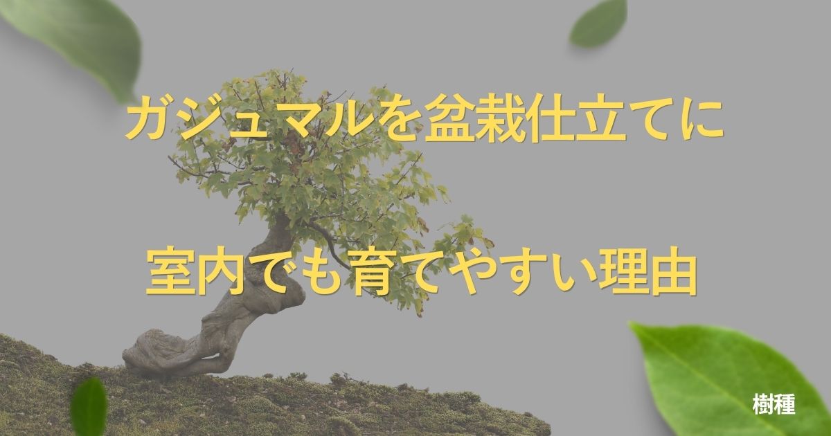 ficus-bonsai-guide