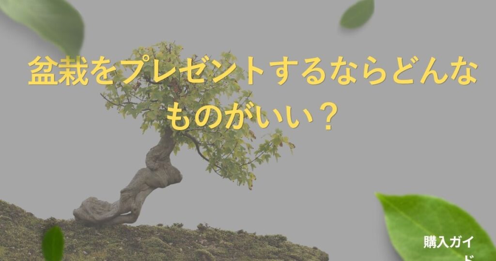 bonsai-gift-guide