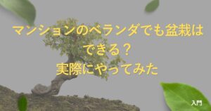 apartment-bonsai