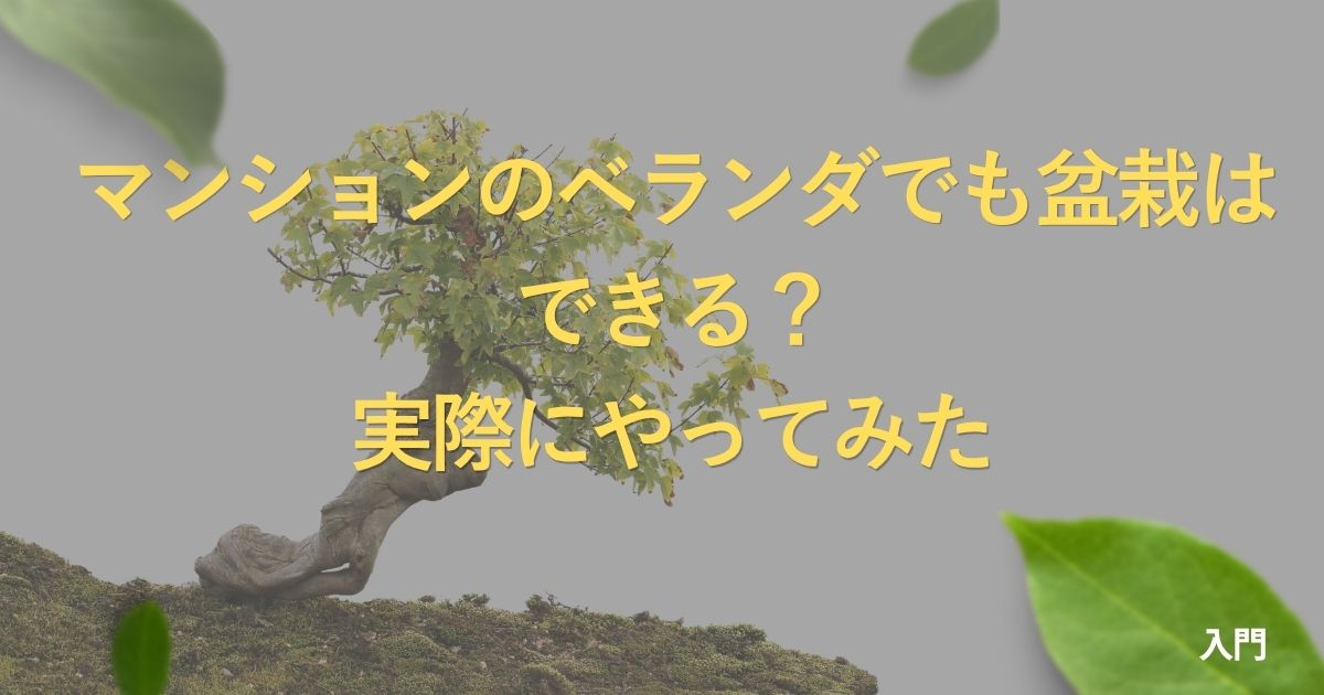 apartment-bonsai