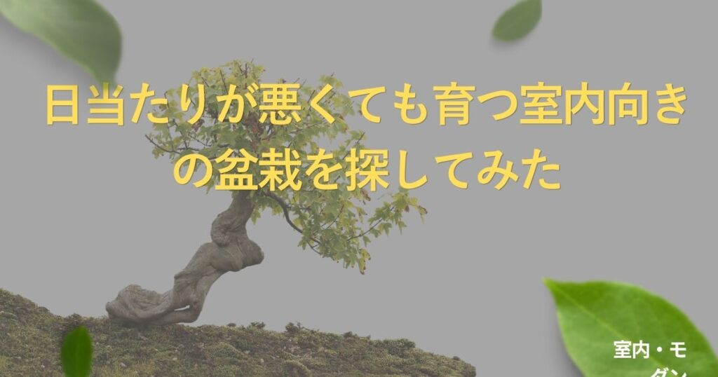 indoor-bonsai-guide