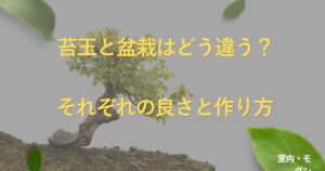 kokedama-vs-bonsai