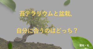 terrarium-vs-bonsai