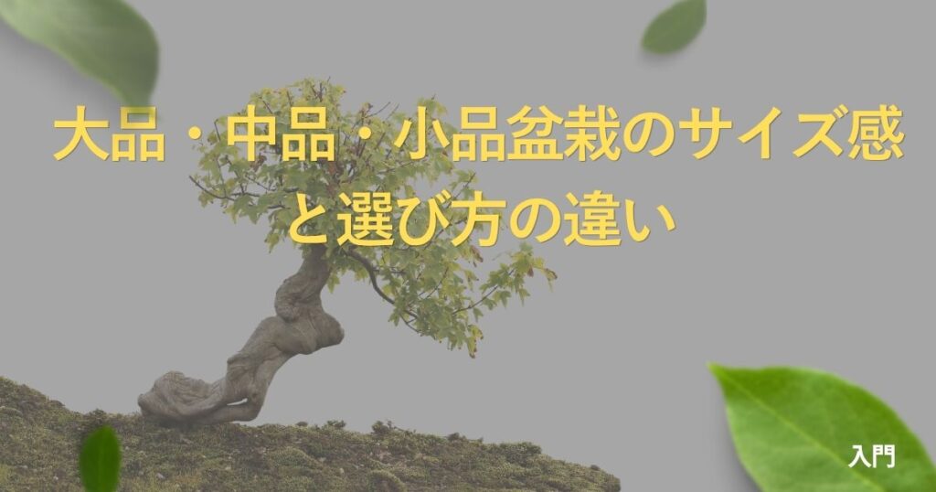 bonsai-size-guide