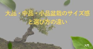 bonsai-size-guide