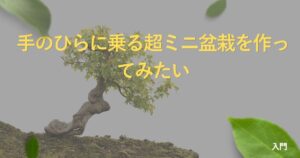 palm-size-bonsai