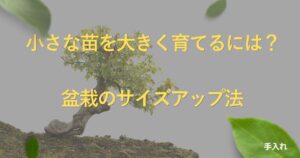 bonsai-size-up