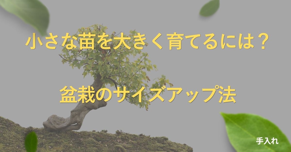 bonsai-size-up