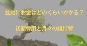 bonsai-cost-guide